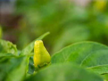 Kırmızı biber bitkisinin karmaşık detaylarını yakalayan, canlı yeşil yaprakları ve gelişmekte olan biberleri gösteren bir makro çekim.