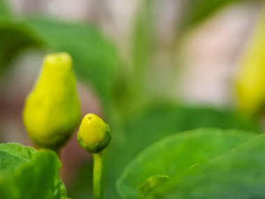 Kırmızı biber bitkisinin karmaşık detaylarını yakalayan, canlı yeşil yaprakları ve gelişmekte olan biberleri gösteren bir makro çekim.