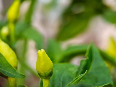 Kırmızı biber bitkisinin karmaşık detaylarını yakalayan, canlı yeşil yaprakları ve gelişmekte olan biberleri gösteren bir makro çekim.