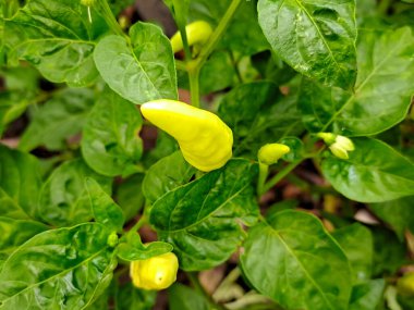 Kırmızı biber bitkisinin karmaşık detaylarını yakalayan, canlı yeşil yaprakları ve gelişmekte olan biberleri gösteren bir makro çekim.