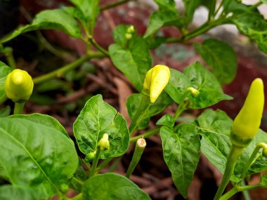Kırmızı biber bitkisinin karmaşık detaylarını yakalayan, canlı yeşil yaprakları ve gelişmekte olan biberleri gösteren bir makro çekim.