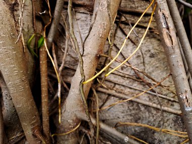 Ficus ağacının, muhtemelen Ficus mikrocarpa (Çin banyanı) ya da Moraceae ailesindeki benzer bir türün karmaşık hava köklerini gösteren fotoğraf.