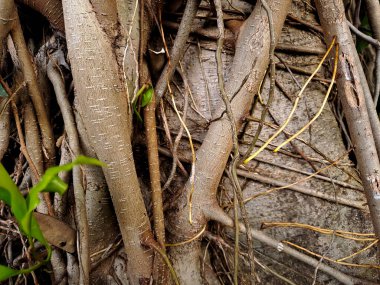 Ficus ağacının, muhtemelen Ficus mikrocarpa (Çin banyanı) ya da Moraceae ailesindeki benzer bir türün karmaşık hava köklerini gösteren fotoğraf.