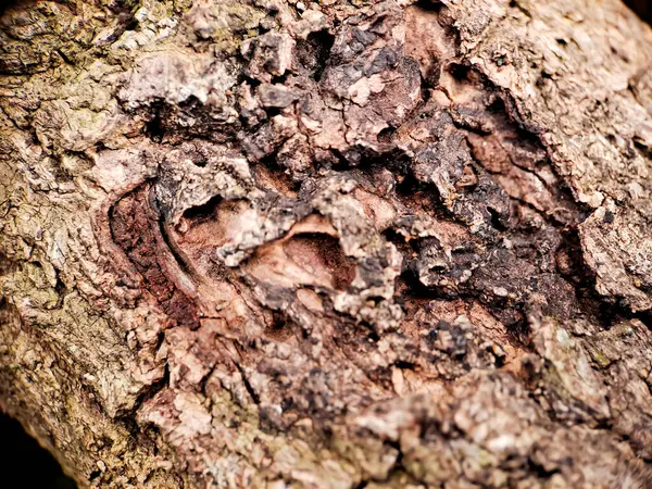 Ağaç gövdesinde gelişen yosunların karmaşık detaylarını yakalayan bir makro çekim. Sert kabuk ve yumuşak, yeşil yosun arasındaki kontrast görsel olarak çekici bir kompozisyon oluşturur.
