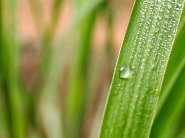 Bir makro çekim su damlacıklarını yakalıyor bir çimen yaprağına tutunuyor, sabah ışığında parlıyor. Sığ alan derinliği yumuşak, ruhani bir zemin oluşturur.