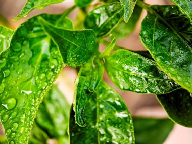 Kırmızı biber bitkisinin karmaşık detaylarını yakalayan, canlı yeşil yaprakları ve gelişmekte olan biberleri gösteren bir makro çekim.