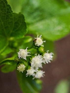 Fotoğrafta Ageratina Irmağı 'nın narin beyaz çiçek başları sergileniyor. Yaygın olarak Croftonweed veya Mistflower olarak bilinir. Minik çiçekler küçük, tüylü kafalarda bir araya toplanarak yumuşak, dokulu bir görünüm oluştururlar.