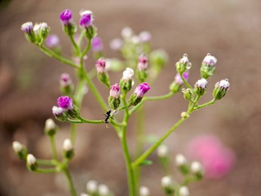 photograph of the distinctive flower heads of Emilia sonchifolia, commonly known as red tasselflower or Cupids shaving brush. The small, cylindrical flower heads display a vibrant magenta pink to reddish purple color clipart