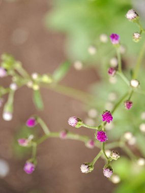 photograph of the distinctive flower heads of Emilia sonchifolia, commonly known as red tasselflower or Cupids shaving brush. The small, cylindrical flower heads display a vibrant magenta pink to reddish purple color clipart