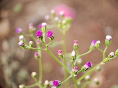 photograph of the distinctive flower heads of Emilia sonchifolia, commonly known as red tasselflower or Cupids shaving brush. The small, cylindrical flower heads display a vibrant magenta pink to reddish purple color clipart