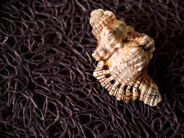 Kalıplı bir deniz kabuğunun fotoğrafı, muhtemelen bir köpek yavrusu ya da ilgili bir gastropod, kaba bir ağ üzerinde dinleniyor.