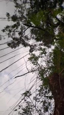 Yemyeşil ağaç dalları elektrik hatlarıyla çaprazlanmış bir gökyüzüne doğru uzanarak doğa ile kentsel gelişim arasındaki zıtlığı vurguluyor. Doğa belgeselleri ve seyahat videoları için mükemmel.
