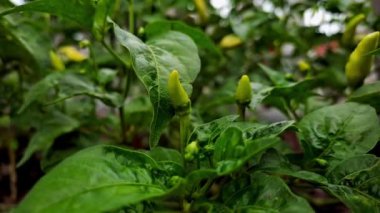 Sarmaşıkta olgunlaşan canlı sarı biberler doğanın cömertliğini gözler önüne seriyor. Doğa belgeselleri, gıda projeleri, tarım ve eğitim videoları için mükemmel