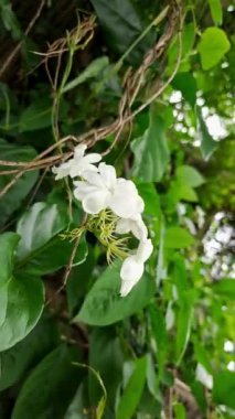 Canlı yeşil yaprakların içine yerleştirilmiş yasemin çiçeklerinin dingin güzelliğini hisset. Doğa, bahçe ya da çiçek desenleri için mükemmel. Bu görüntüler sakin bir zarafet yayıyor.