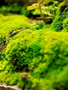 Canlı bir makro görünüm yemyeşil yosun ve küçük yapraklar sergiliyor, doğanın karmaşık dokularının güzelliğini gösteriyor..