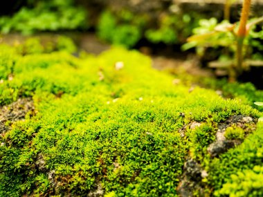Canlı bir makro görünüm yemyeşil yosun ve küçük yapraklar sergiliyor, doğanın karmaşık dokularının güzelliğini gösteriyor..