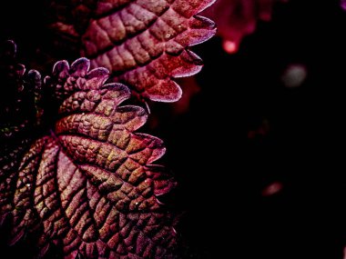 Canlı mor ve yeşil yapraklı bir Coleus bitkisinin makro çekimi.