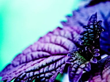 Canlı mor ve yeşil yapraklı bir Coleus bitkisinin makro çekimi.