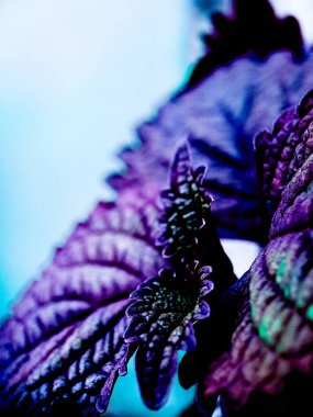 Canlı mor ve yeşil yapraklı bir Coleus bitkisinin makro çekimi.