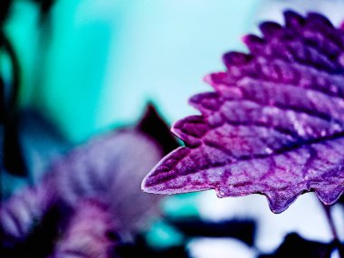 Macro shot of a Coleus plant with vibrant purple and green leaves clipart