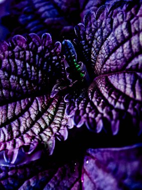 Macro shot of a Coleus plant with vibrant purple and green leaves clipart