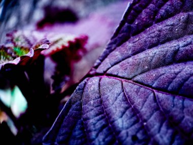Canlı mor ve yeşil yapraklı bir Coleus bitkisinin makro çekimi.
