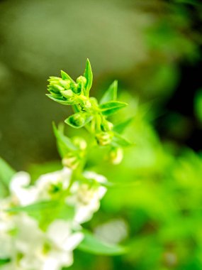 Canlı yeşil yapraklar ve küçük tomurcuklar.