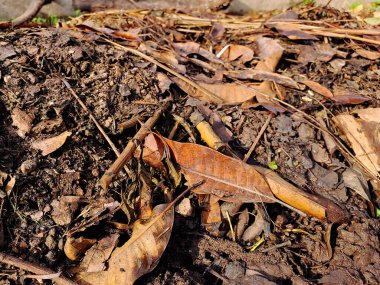 Kurumuş yapraklar, dallar ve diğer organik maddelerden oluşan gübre yığını.