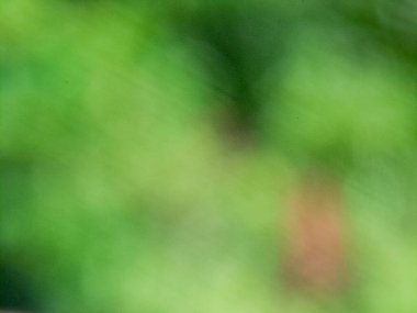 Bulanık yeşil yeşillik ve bokeh ile soyut doğa arka planı