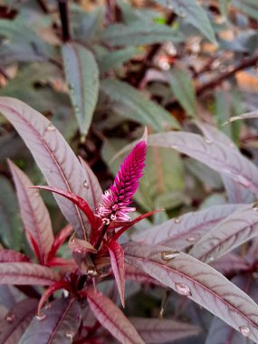Canlı pembe Celosia çiçekleri sığ bir tarla derinliğinde