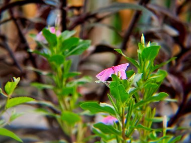 Hassas pembe Vinca çiçekleri açar