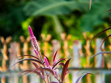 Tüylü deseni olan canlı pembe Celosia çiçeği bulanık yeşilliğin arka planına karşı duruyor. Botanik çizimler ve doğa fotoğrafçılığı için mükemmel.