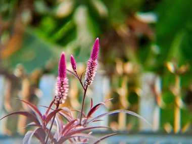 Tüylü deseni olan canlı pembe Celosia çiçeği bulanık yeşilliğin arka planına karşı duruyor. Botanik çizimler ve doğa fotoğrafçılığı için mükemmel.