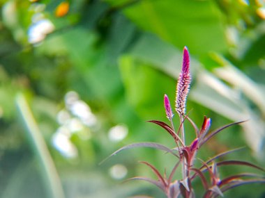 vibrant pink Celosia flower with a feathery texture stands out against a backdrop of blurred greenery. Perfect for botanical illustrations, nature photography clipart