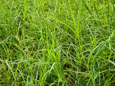 Çiyli yemyeşil çimenler