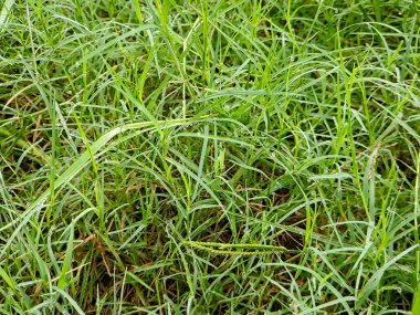 Çiyli yemyeşil çimenler