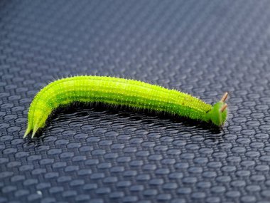 vibrant green caterpillar crawling on a textured surface clipart