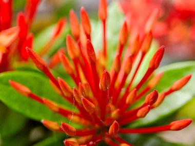 Canlı kırmızı Ixora 'nın makro çekimi