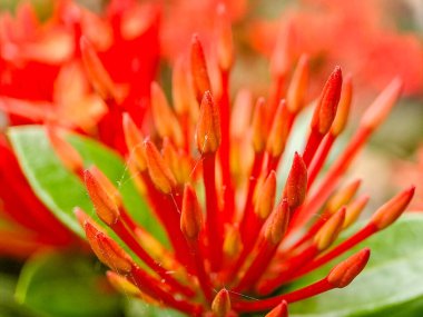 Canlı kırmızı Ixora 'nın makro çekimi