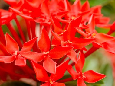 Macro shot of vibrant red Ixora clipart