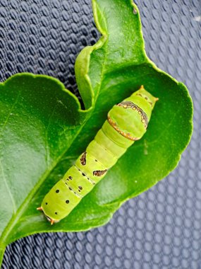 Macro shot of a vibrant green caterpillar clipart