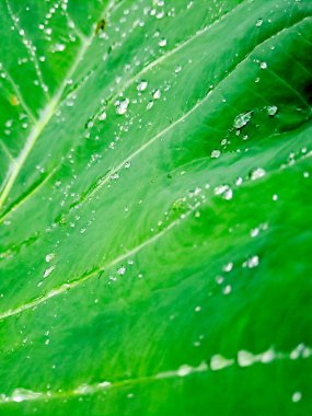 Canlı yeşil bir yaprağın üzerinde parlayan makro su damlacıkları.