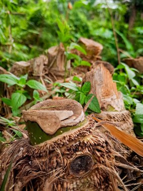 Karmaşık detaylara ve dokulara sahip bambu kökleri