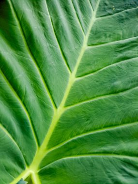 Canlı yeşil bir yaprağın üzerinde parlayan makro su damlacıkları.