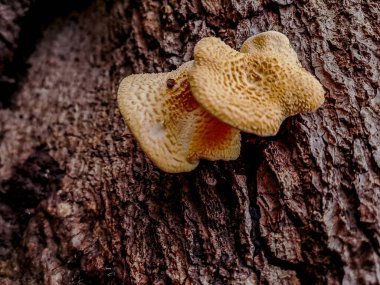 Ağaç gövdesinde yetişen beyaz mantar kümesi.