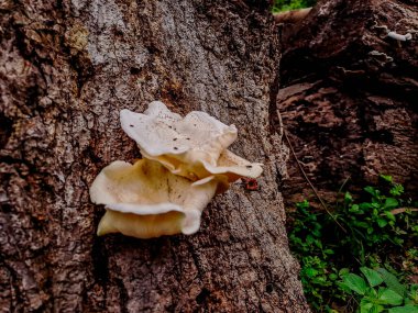 Ağaç gövdesinde yetişen beyaz mantar kümesi.