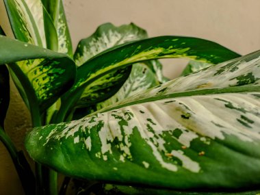 Dieffenbachia canlı yeşil ve beyaz varyasyonla ayrılır.