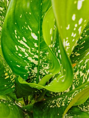 Dieffenbachia canlı yeşil ve beyaz varyasyonla ayrılır.