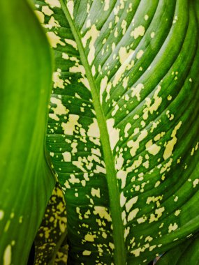 Dieffenbachia canlı yeşil ve beyaz varyasyonla ayrılır.