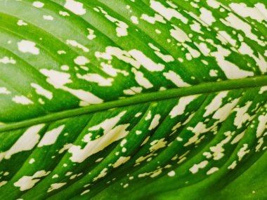 Dieffenbachia canlı yeşil ve beyaz varyasyonla ayrılır.